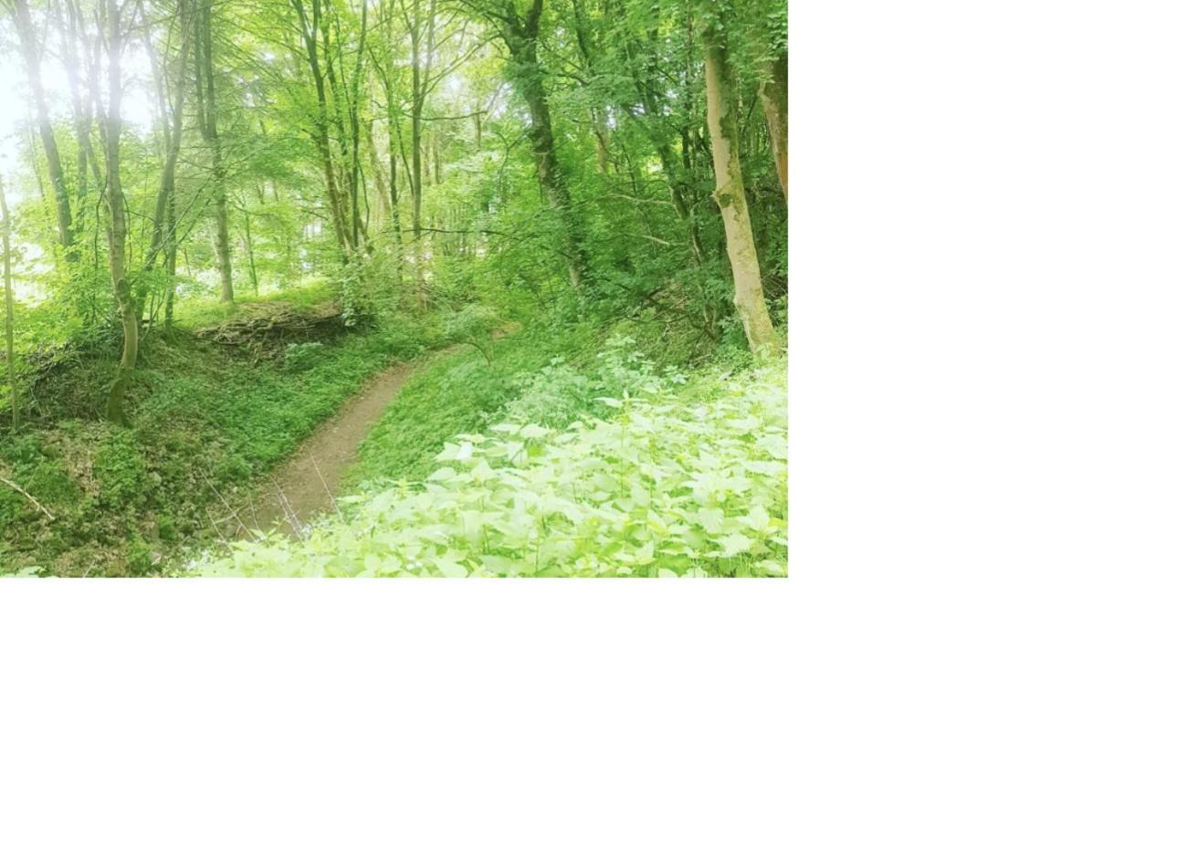 Vintage-Zimmer Burgblick Felsberg エクステリア 写真